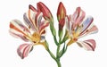 Alstromeria flower watercolor art and illustration created with ai