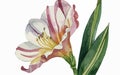 Alstromeria flower watercolor art and illustration created with ai