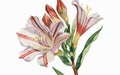 Alstromeria flower watercolor art and illustration created with ai