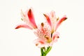 Alstromeria Lily isolated white background. Royalty Free Stock Photo