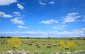 View of Alta Murgia National Park in Apulia, Italy: flock of sheep in spring meadow. Royalty Free Stock Photo