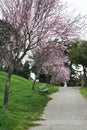 Alta Plaza Park in blossom