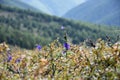 Altai. Alpine fields. Flowers . Royalty Free Stock Photo
