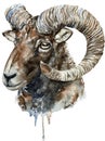 Altai argali watercolor illustration isolated on white background Royalty Free Stock Photo