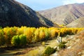 Altai autumn color, golden birch forest