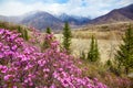 Altai landscape with Rhododendron dauricum flowers