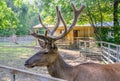 Altai maral Cervus elaphus sibiricus Royalty Free Stock Photo