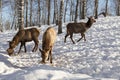 Altai marals at feeders in the winter mountains Royalty Free Stock Photo