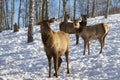 Altai marals in the winter mountains of Altai Royalty Free Stock Photo