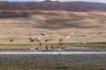 Altai, Mongolia - June 14, 2019: Camel team in steppe with mountains in the background. Altai, Mongolia. A camel drinks water from Royalty Free Stock Photo