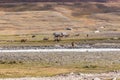 Altai, Mongolia - June 14, 2019: Camel team in steppe with mountains in the background. Altai, Mongolia. A camel drinks water from Royalty Free Stock Photo