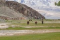 Altai, Mongolia - June 14, 2019: A Mongolian male nomad leads his cows home