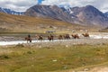 Altai, Mongolia - June 14, 2017: Mongolian nature. Mongolian nomad on a horse leads a caravan of camels