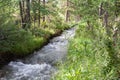 Altai mountain river in forest