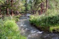 Altai mountain river in forest Royalty Free Stock Photo