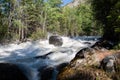 Altai mountain river in forest Royalty Free Stock Photo