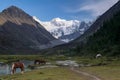 Altai Mountains, the horses grazing in the valley of river Akemi Royalty Free Stock Photo