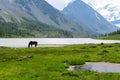 Altai Mountains landscape. Horse by the Akkem lake