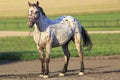 Altai native breed horse piebald or pied suit Royalty Free Stock Photo