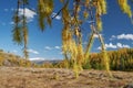 Altai North Chuiskiy Ridge with Larix branches on foreground and mountains with larch forest on background