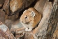 Altai pika sitting on stone