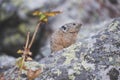 Altai pika on stone. Rodent