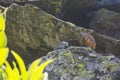 Pika on stone. Wild altai animal. Rodent