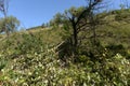 Broken bear barrel cherry on the Bank of mountain river Yarovka in Western Siberia