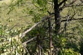 Broken bear barrel cherry on the Bank of mountain river Yarovka in Western Siberia