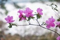 Altai Spring landscape with Rhododendron dauricum with flowers over river Katun