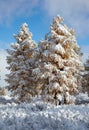 Altai under snow Royalty Free Stock Photo