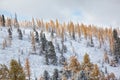 Altai under snow Royalty Free Stock Photo
