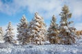 Altai under snow Royalty Free Stock Photo