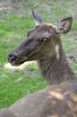 Altai Wapiti