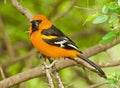 Altamira Oriole Royalty Free Stock Photo