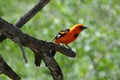 Altamira Oriole