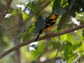 Altamira oriole, Icterus gularis, in the forest branches, Honduras Royalty Free Stock Photo
