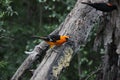 Altamira Oriole (Icterus gularis) 4