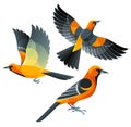 Stylized Birds - Altamira Oriole