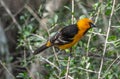 Altamira Oriole Perched on a Branch