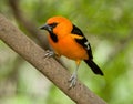 Altamira Oriole