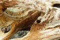 Old wood roots on the beach