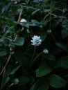 Altenanthera sessilis the white flowers Royalty Free Stock Photo