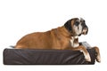 Old boxer dog in a dog bed Royalty Free Stock Photo