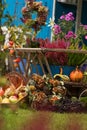 Colorful harvest time in the garden Royalty Free Stock Photo