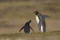 Altercation between penguins in the Falkland Island Royalty Free Stock Photo