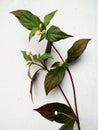 Alternanthera brasiliana, Calico plant, blossom flowers on leaves
