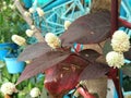 Alternanthera brasiliana, Calico plant, blossom flowers, red leaves