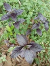 alternanthera dentata, also known as little ruby ??or ruby ??leaf alternanthera. Royalty Free Stock Photo