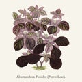 Alternanthera Ficoidea found in 1825-1890 New and Rare Beautiful-Leaved Plant illustration drawing
